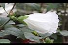 白花木槿-花10.jpg