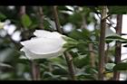 白花木槿-重瓣3.jpg