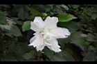 白花木槿-重瓣花1.jpg
