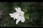 白花木槿-重瓣花2.jpg