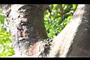 木耳-母樹2.jpg