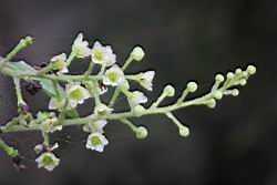 木防己-雌花序02.jpg