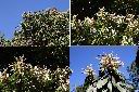 杏葉石櫟-花1.jpg