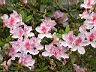 杜鵑花03.JPG