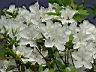 杜鵑花05.JPG