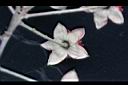 桑葉懸鉤子-花萼1.jpg