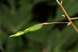 棣慕華鳳仙花-實21.JPG