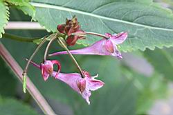 棣慕華鳳仙花-花04.JPG