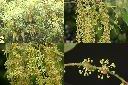 森氏櫟-雄花1.jpg