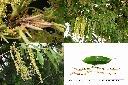 森氏櫟-雄花序1.jpg
