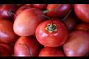 樹番茄-實13.jpg