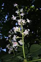 歐洲七葉樹-花02.JPG
