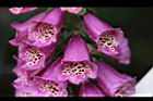 毛地黃-紫花11.jpg