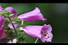 毛地黃-紫花12.jpg