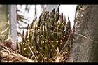 油椰子-雌花序06.JPG