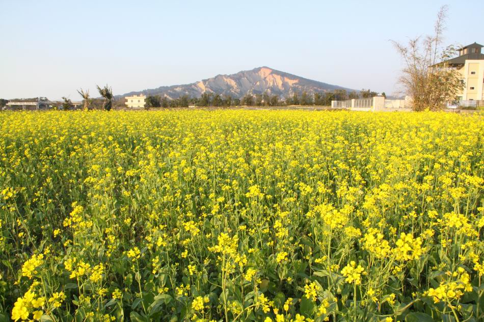 油菜花图片大全