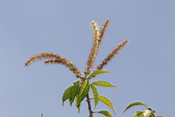 油葉柯-雄花序08.JPG