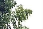 海南菜豆樹09.JPG