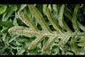 海岸擬茀蕨-孢子9.jpg