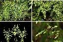 海金沙-孢子葉1.jpg