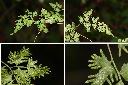 海金沙-孢子葉2.jpg