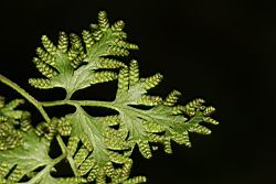 海金沙-孢子葉25.JPG