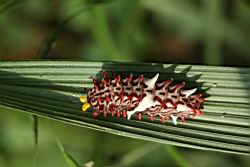 大紅紋鳳蝶-臭角06.JPG