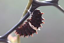 紅紋鳳蝶-蛹0.jpg