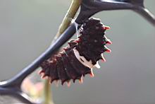 紅紋鳳蝶-蛹1.jpg
