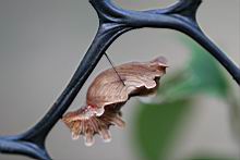 紅紋鳳蝶-蛹3.jpg