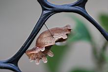 紅紋鳳蝶-蛹4.jpg