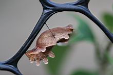 紅紋鳳蝶-蛹5.jpg