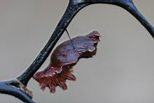 紅紋鳳蝶-蛹6.jpg