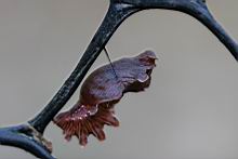 紅紋鳳蝶-蛹7.jpg