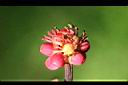 澳洲鴨腳木-花苞5.jpg