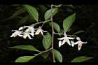 烏皮九芎-花04.JPG