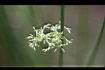 燈心草-花10.jpg