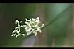 燈心草-花9.jpg