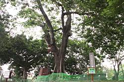 大葉巴克豆07.JPG