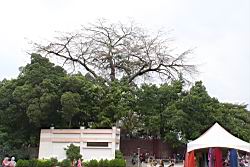 大葉巴克豆18.JPG