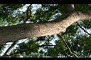 大葉巴克豆-莖00.jpg