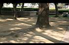 大葉巴克豆-莖11.jpg