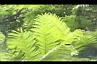 大葉巴克豆-葉04.JPG
