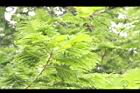大葉巴克豆-葉05.JPG
