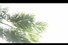 大葉巴克豆-葉06.JPG