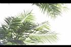 大葉巴克豆-葉07.JPG