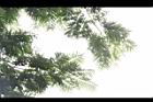 大葉巴克豆-葉08.JPG