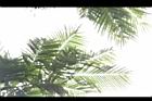 大葉巴克豆-葉09.JPG
