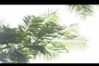 大葉巴克豆-葉10.JPG