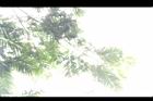 大葉巴克豆-葉12.JPG